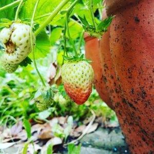 strawberry at Clyde